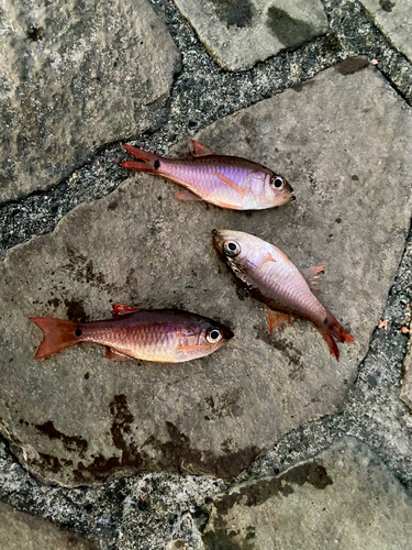 ネンブツダイの釣果