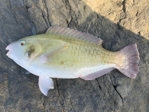 オビブダイの釣果