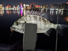 クロダイの釣果