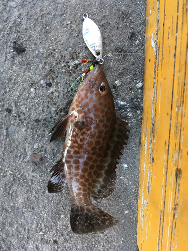 オオモンハタの釣果