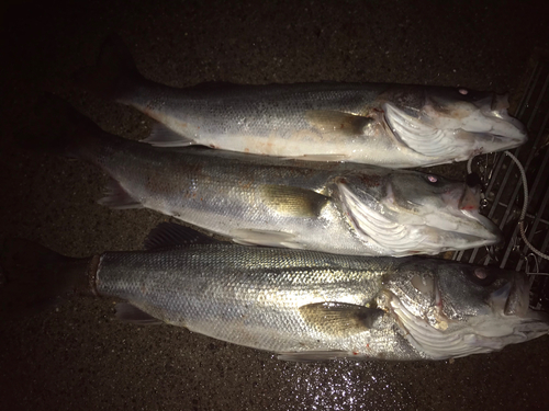 シーバスの釣果