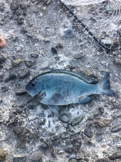 メジナの釣果