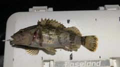 タケノコメバルの釣果