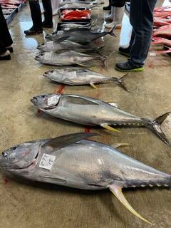 キハダマグロの釣果