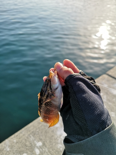 ベラの釣果