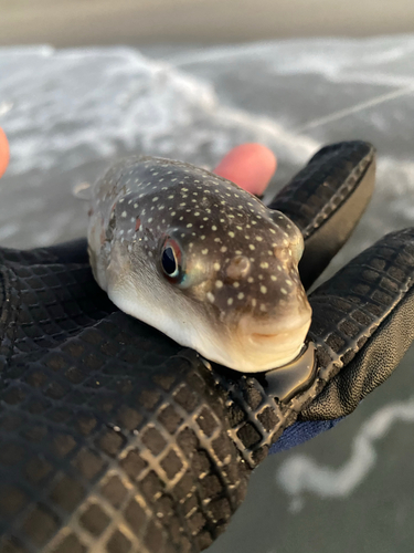 クサフグの釣果