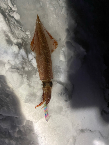 イカの釣果