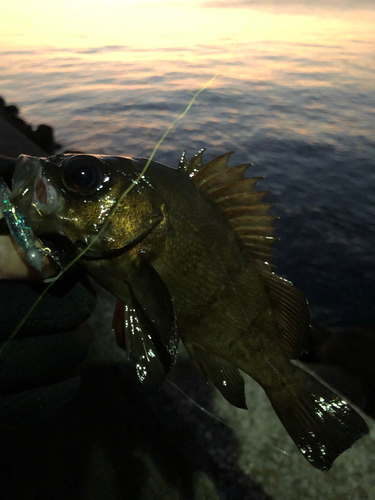 メバルの釣果