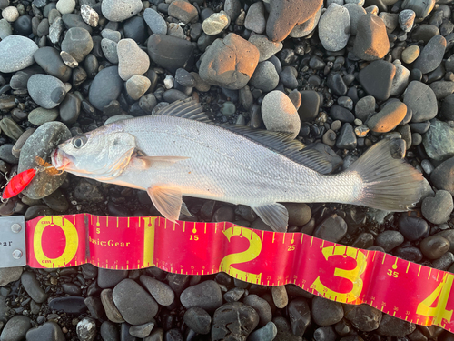 ニベの釣果