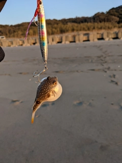 クサフグの釣果