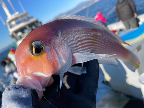 アマダイの釣果