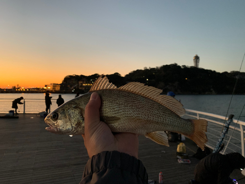 イシモチの釣果