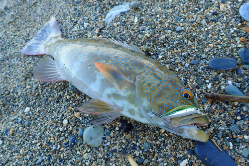 スジアラの釣果