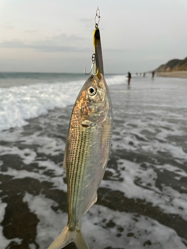 コノシロの釣果