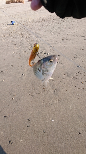 コノシロの釣果