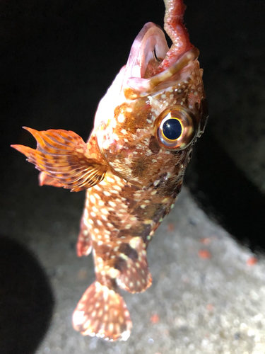 カサゴの釣果