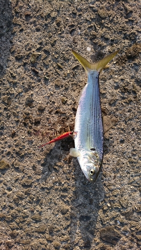 コノシロの釣果