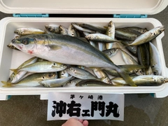 イナダの釣果