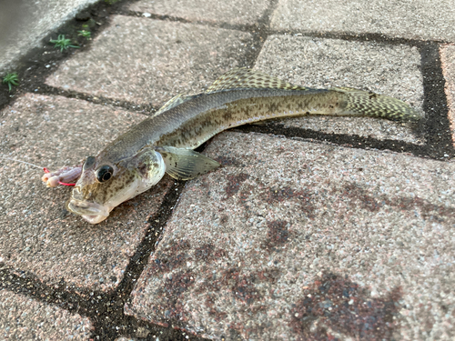 ハゼの釣果