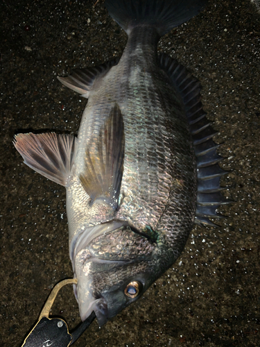 チヌの釣果