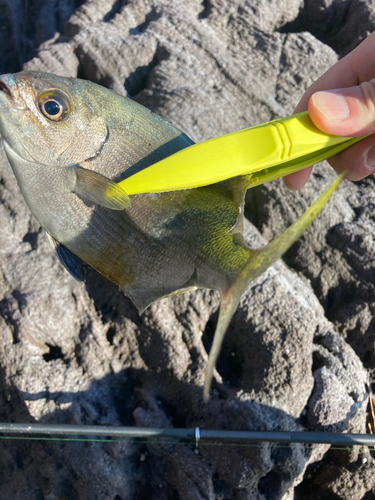 メジナの釣果