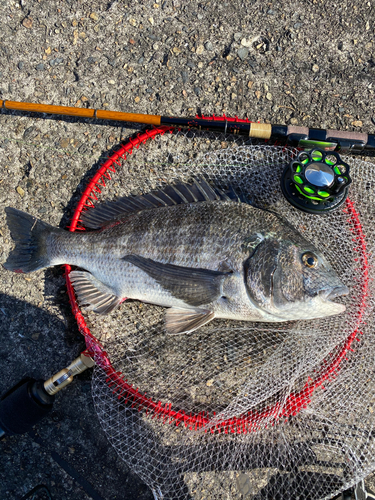 チヌの釣果