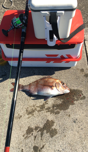 マダイの釣果