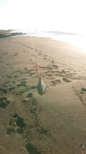 フグの釣果