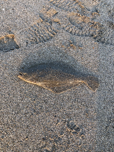 ソゲの釣果