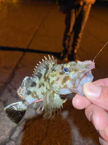 カレイの釣果