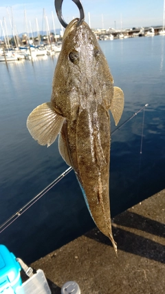 マゴチの釣果