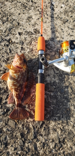 アラカブの釣果