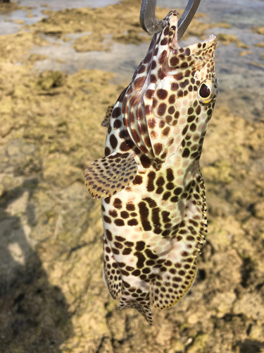 イシミーバイの釣果