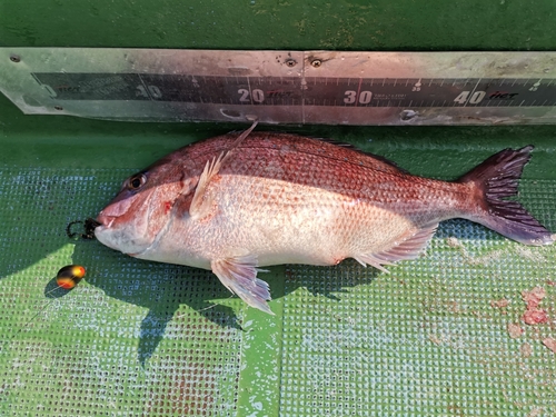 マダイの釣果