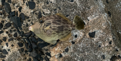 カワハギの釣果