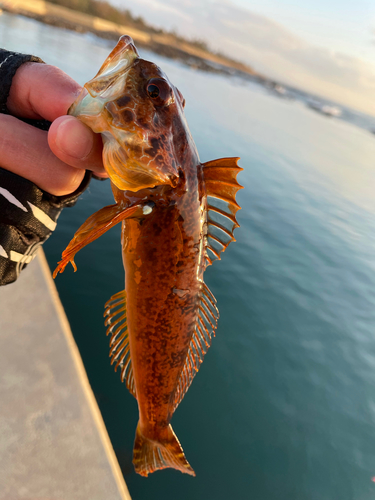 アナハゼの釣果