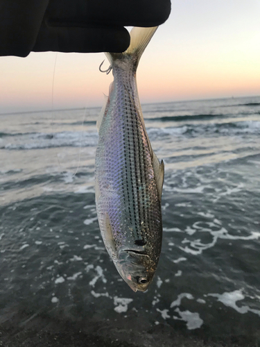 コノシロの釣果