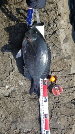 クチブトグレの釣果