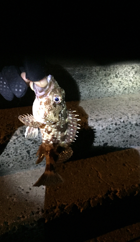 カサゴの釣果