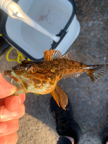 ウミタナゴの釣果