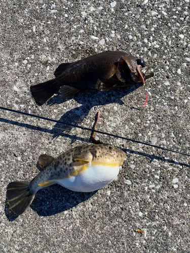 クロメバルの釣果