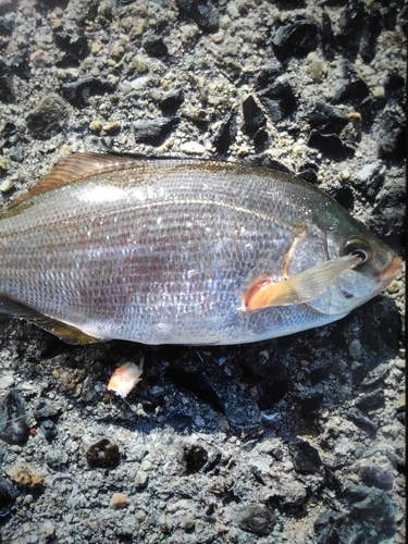 ウミタナゴの釣果