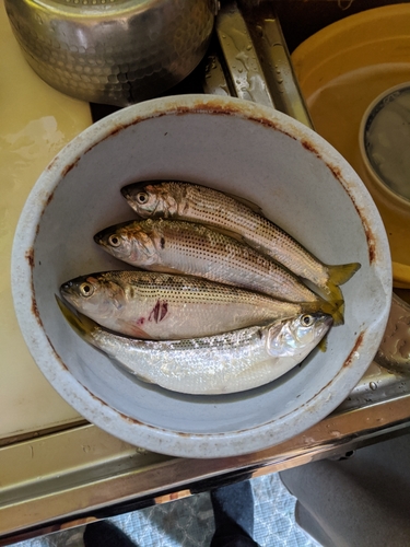 釣果