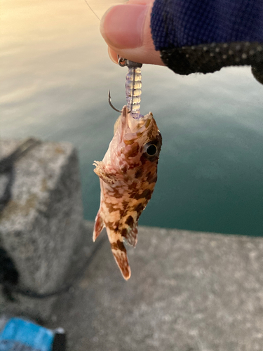 シロギスの釣果