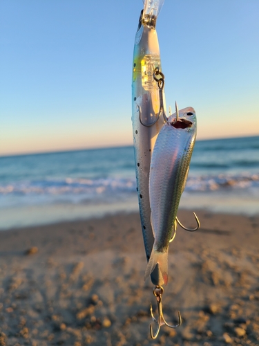 コノシロの釣果