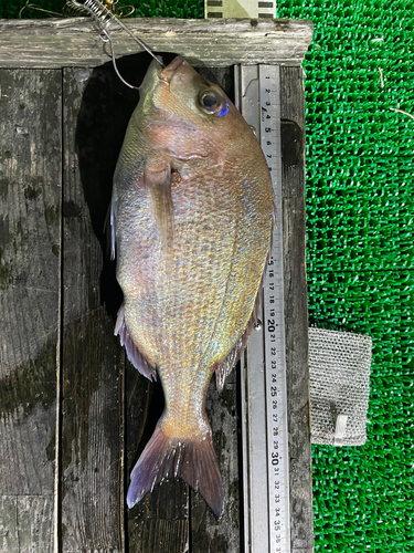 マダイの釣果