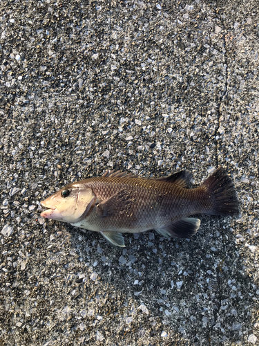 コブダイの釣果