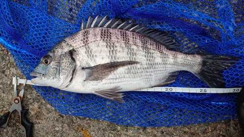 クロダイの釣果