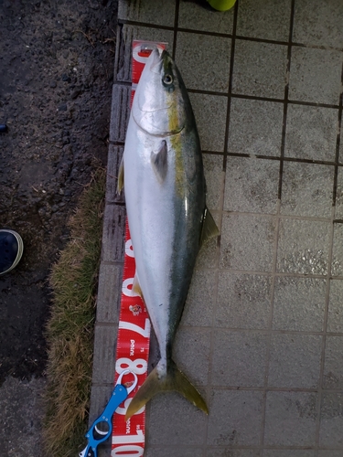 ブリの釣果