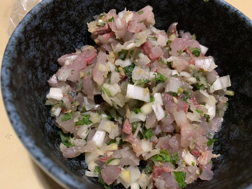 コノシロの釣果